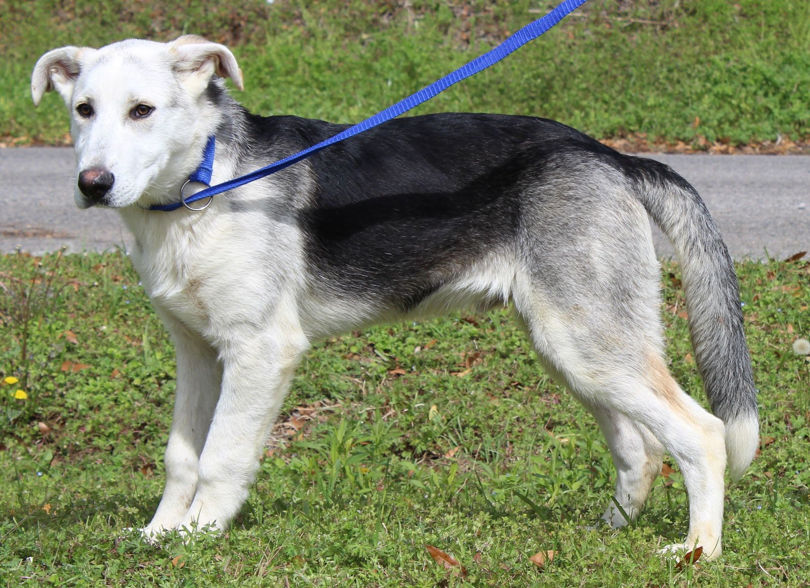 LOKI 43305 - German Shepherd Dog / Husky available for adoption