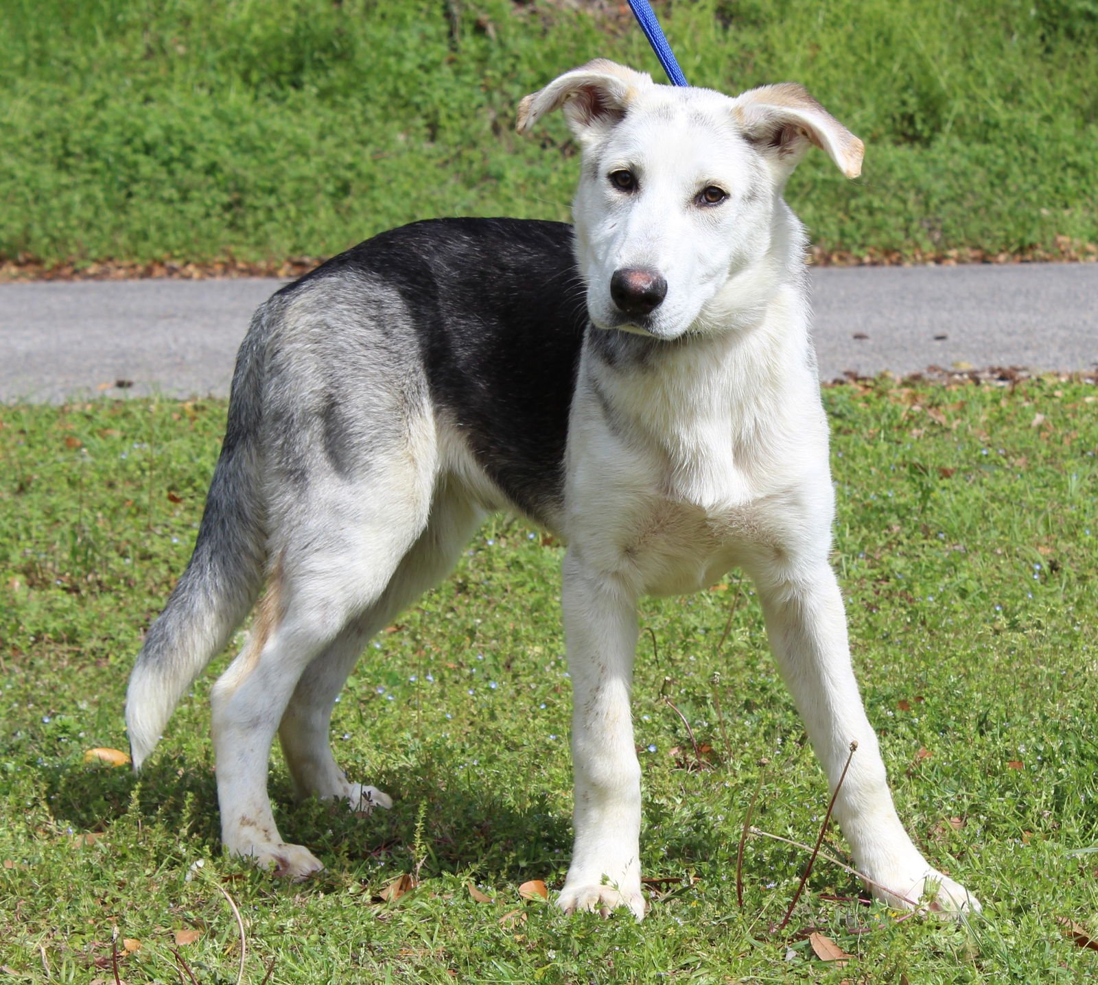 LOKI 43305 - German Shepherd Dog / Husky available for adoption