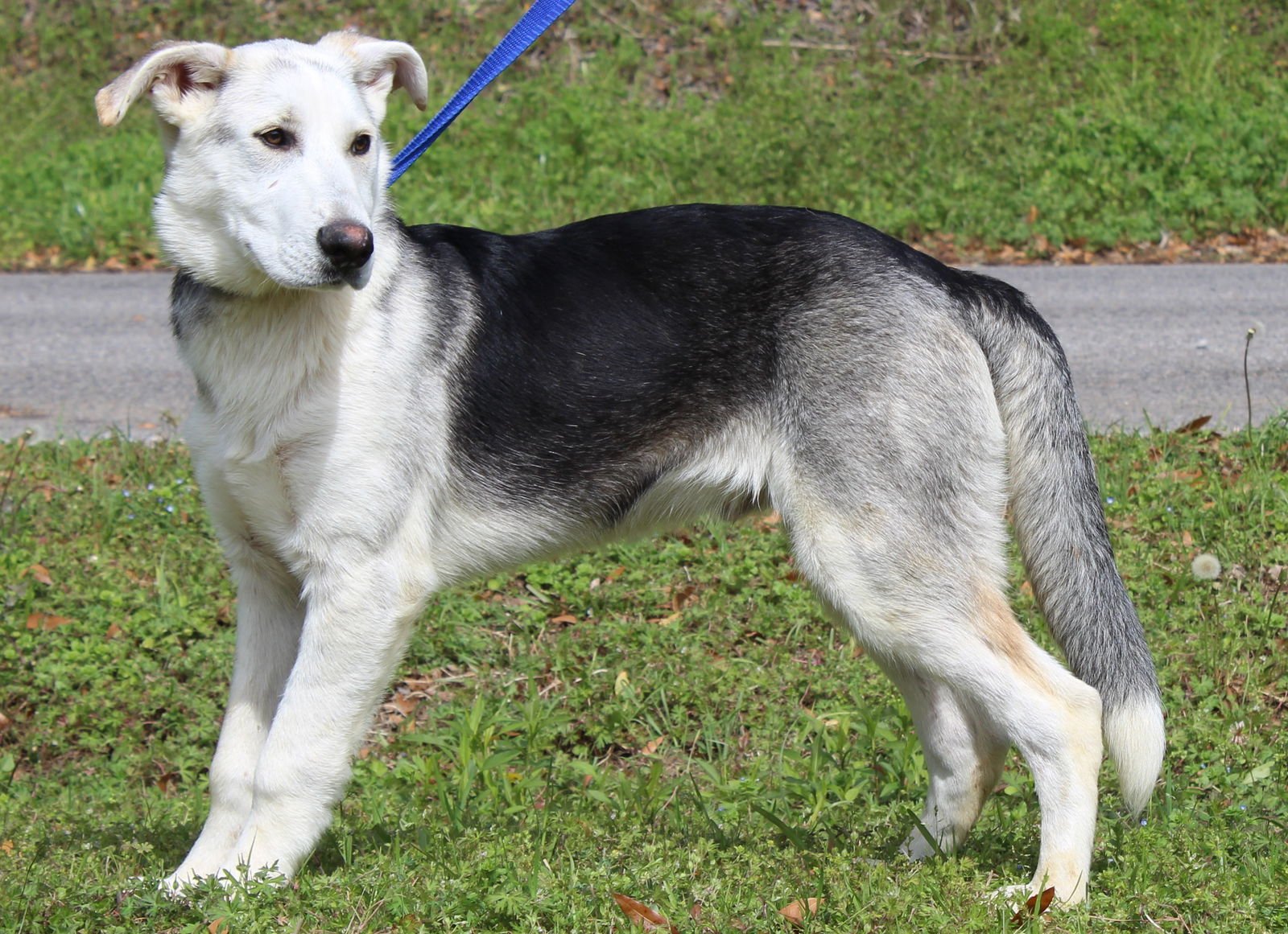 Loki 43305 - Photo 4