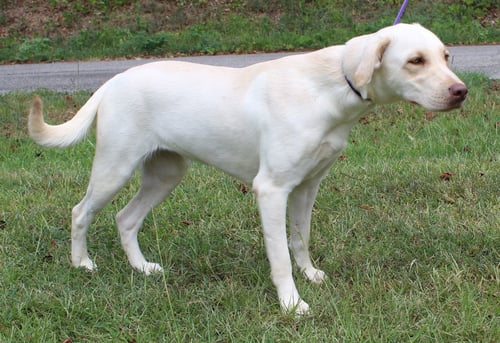 OAKLEY 44258 - Labrador Retriever available for adoption