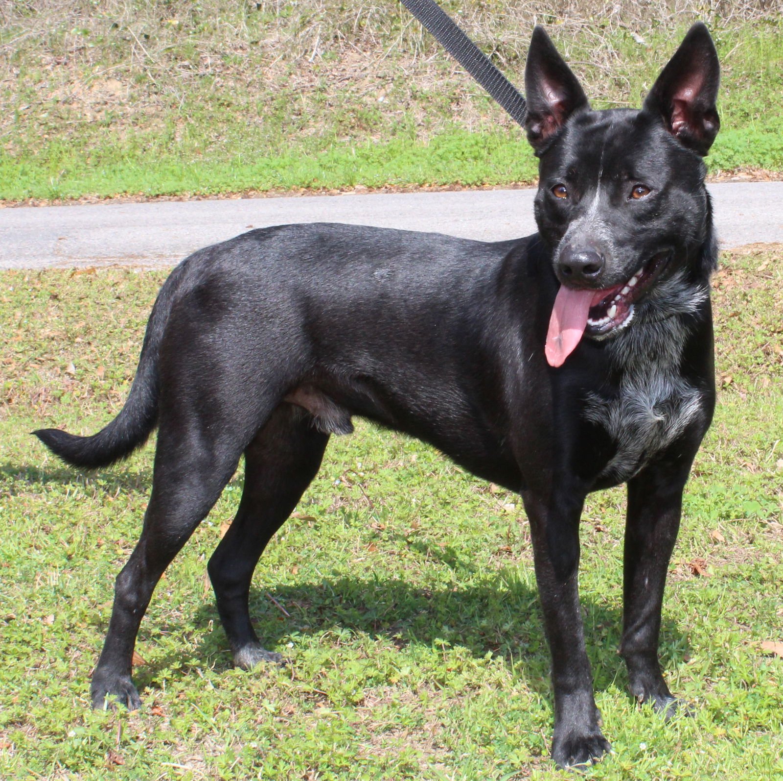 TIM 43205 - Australian Cattle Dog/Blue Heeler available for adoption