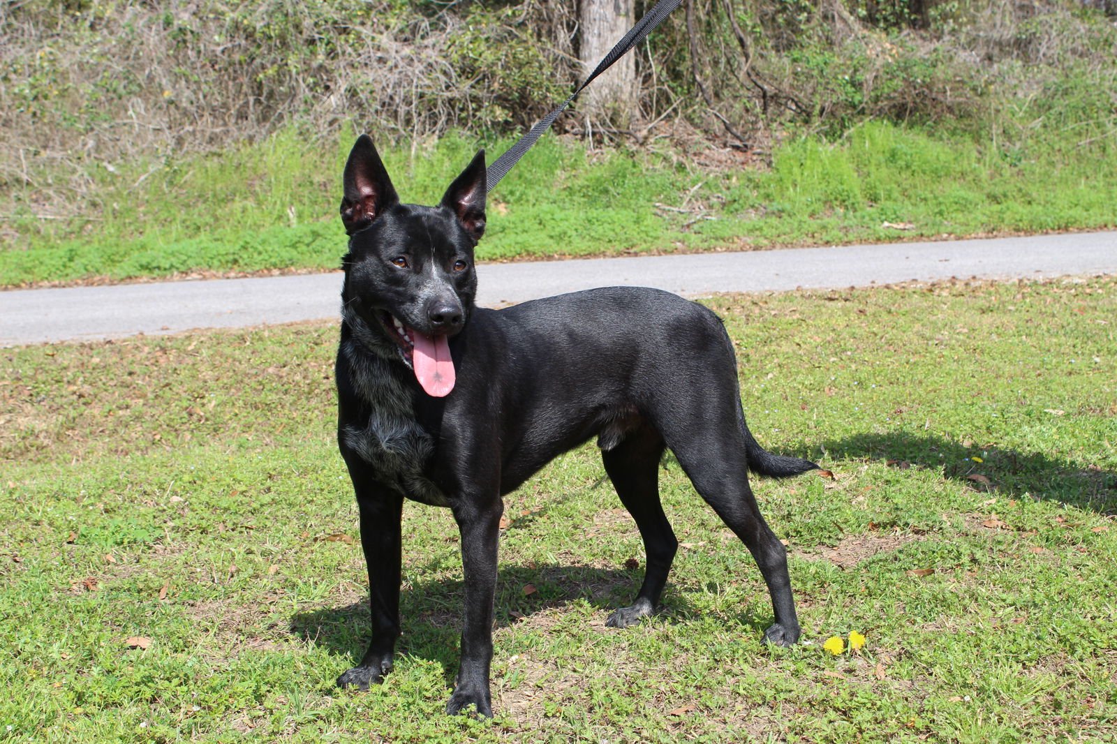 TIM 43205 - Australian Cattle Dog/Blue Heeler available for adoption
