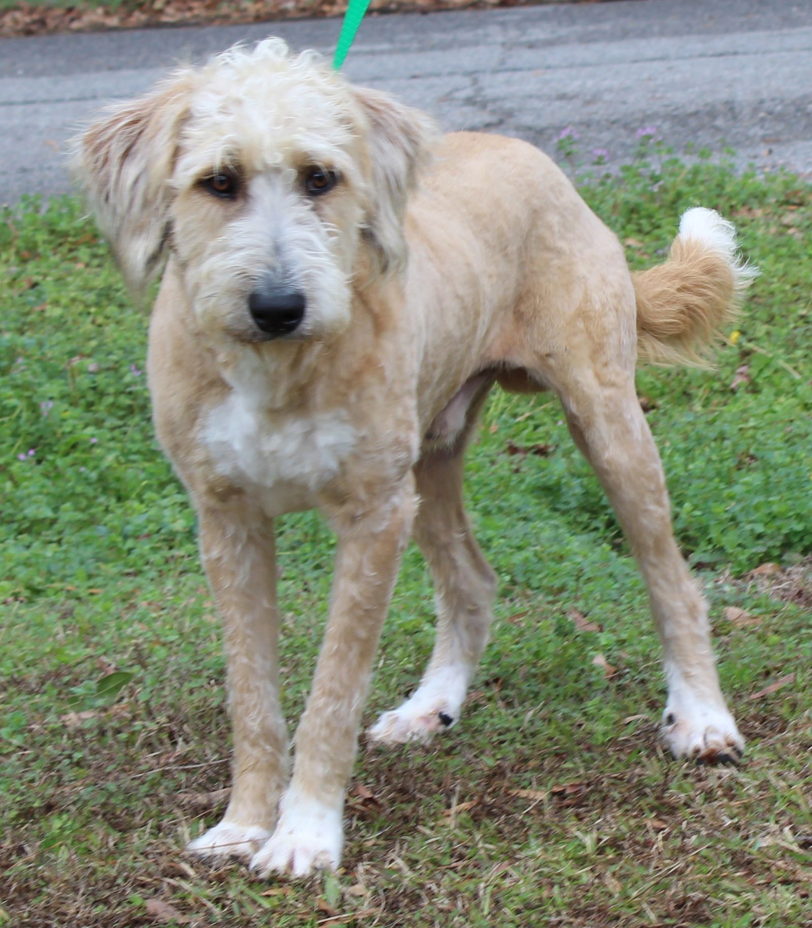 TRELAWNY 43009 - Poodle (Standard) / Golden Retriever available for adoption