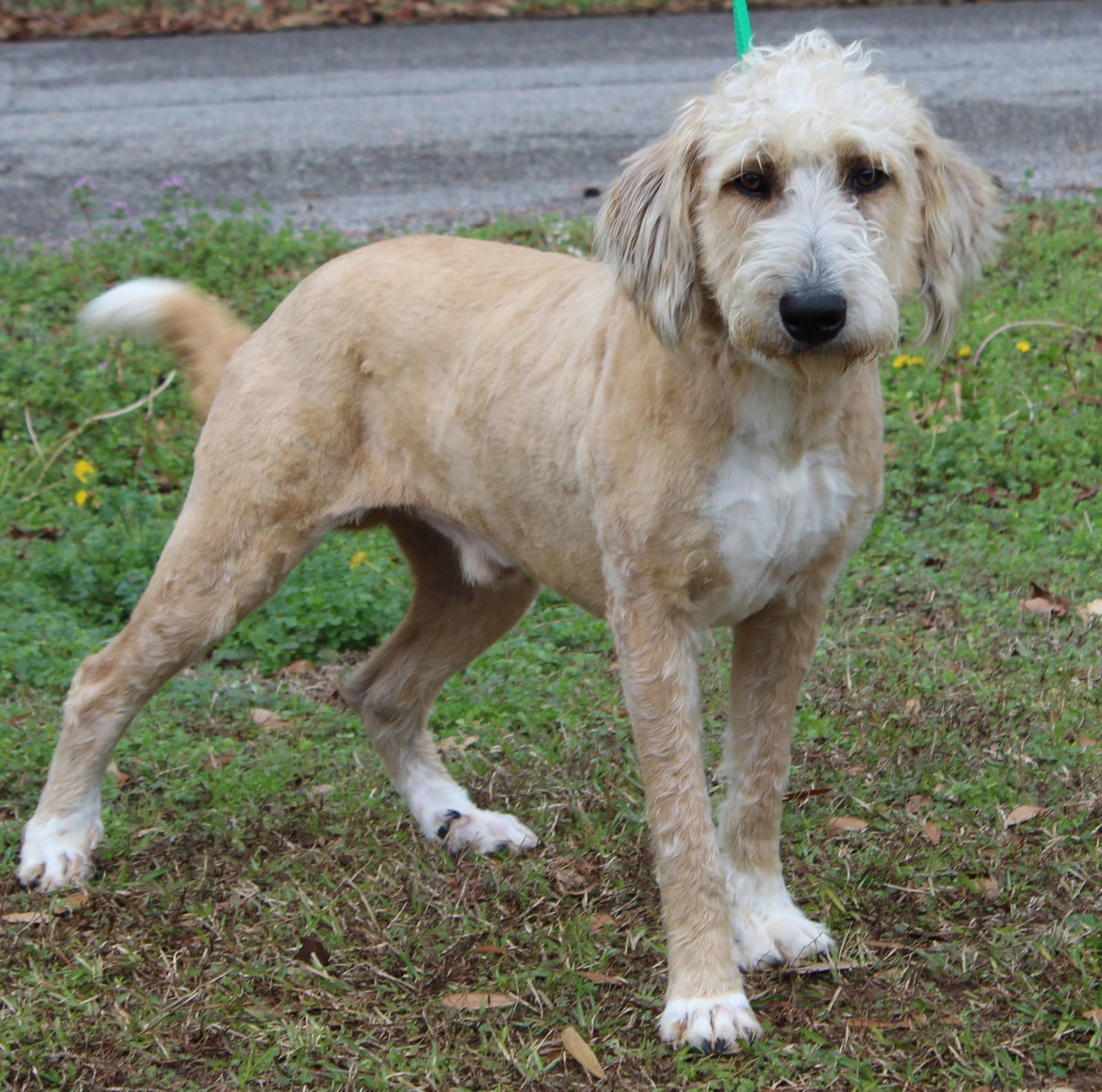 TRELAWNY 43009 - Poodle (Standard) / Golden Retriever available for adoption