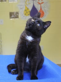 Twisty - 43330 - Photo 1