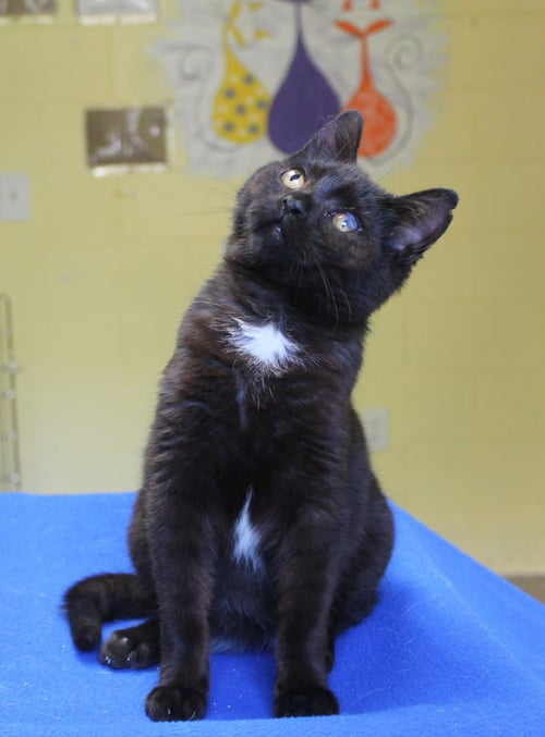 TWISTY - 43330 - Domestic Short Hair available for adoption