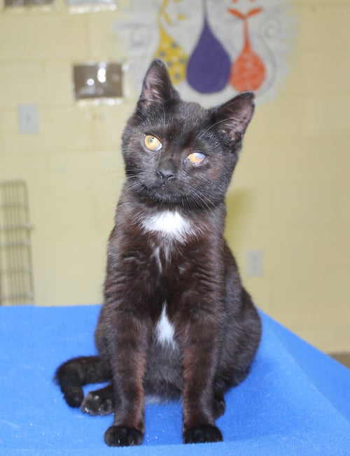 TWISTY - 43330 - Domestic Short Hair available for adoption