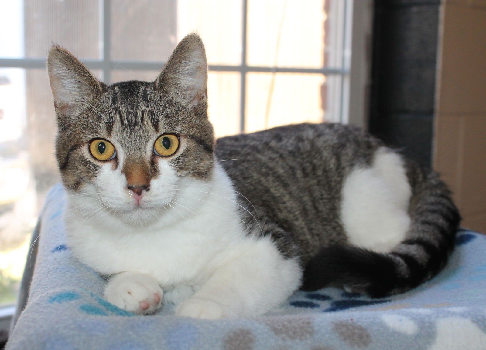 JOSH - 43061 - Domestic Short Hair / Tabby available for adoption