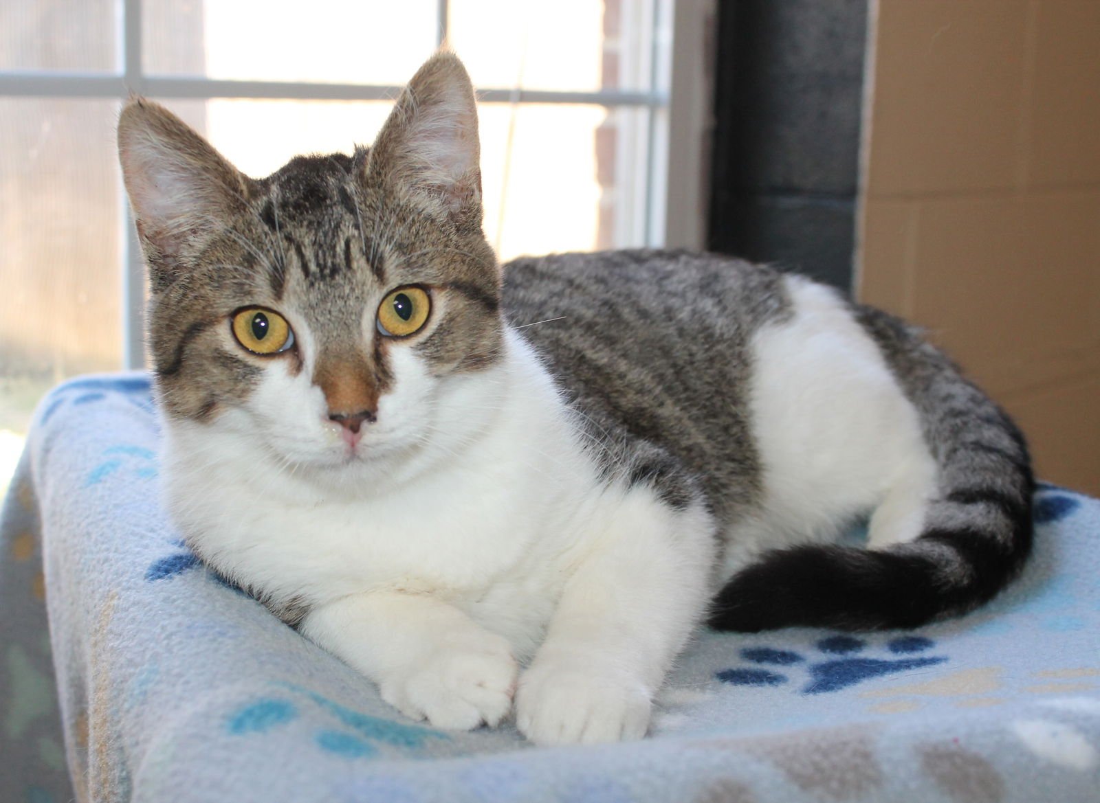 JOSH - 43061 - Domestic Short Hair / Tabby available for adoption