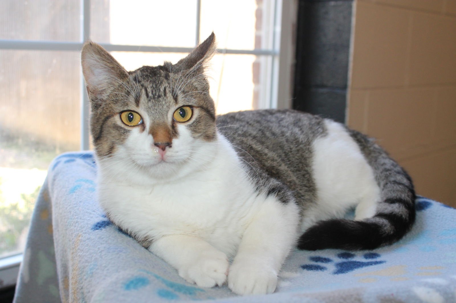 Josh - 43061 - Photo 3