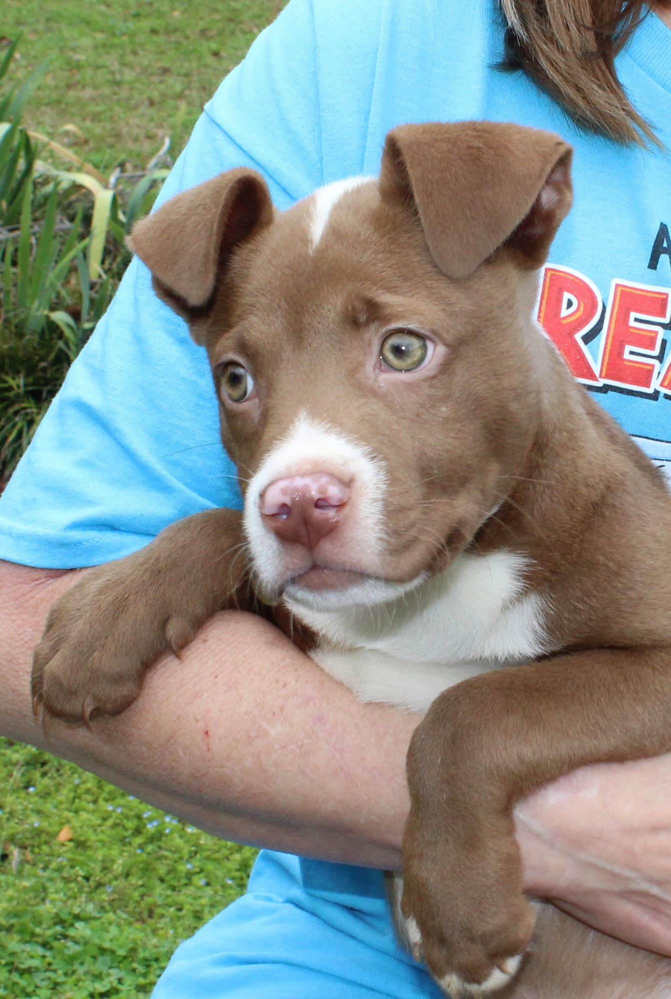 RUGER 43160 - Pit Bull Terrier available for adoption