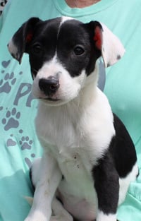 Violet 43313 - Photo 1