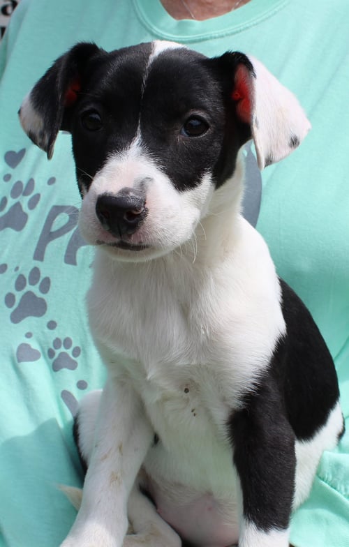 VIOLET 43313 - Labrador Retriever / Catahoula Leopard Dog available for adoption