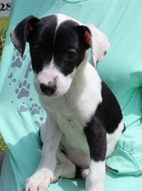 Violet 43313 - Photo 2