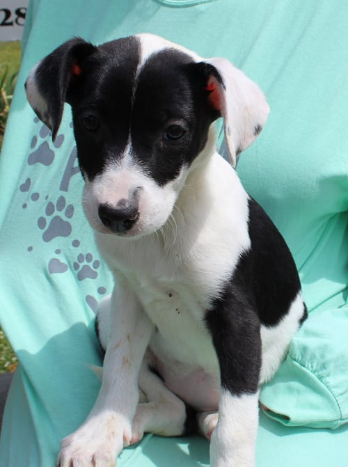VIOLET 43313 - Labrador Retriever / Catahoula Leopard Dog available for adoption