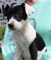 Violet 43313 - Photo 3