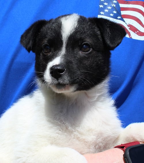 JUDGE JUDY 43391 - Terrier available for adoption