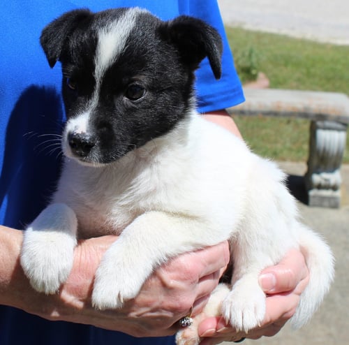 JUDGE JUDY 43391 - Terrier available for adoption