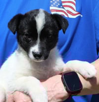 Judge Judy 43391 - Photo 4