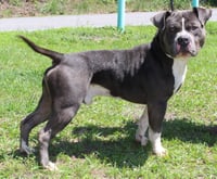 Champ 43337 - Photo 1