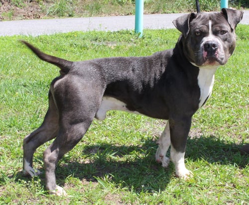 CHAMP 43337 - Pit Bull Terrier for adoption in Montgomery