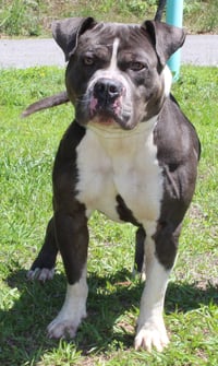 Champ 43337 - Photo 2
