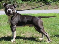 Champ 43337 - Photo 3