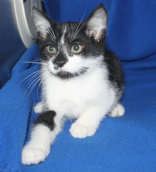 PARIS - 43924 - Domestic Short Hair for adoption in Montgomery