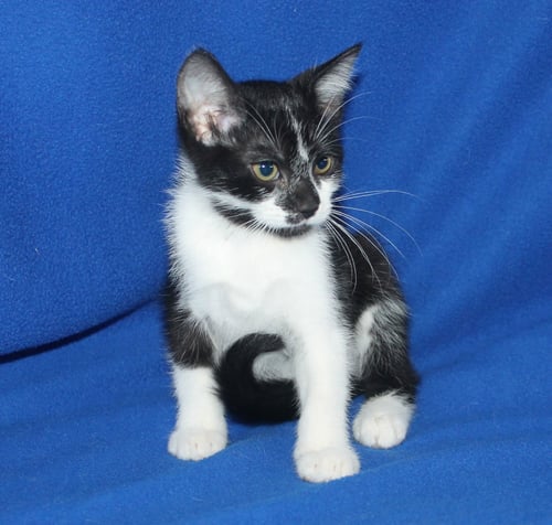 PARIS - 43924 - Domestic Short Hair available for adoption