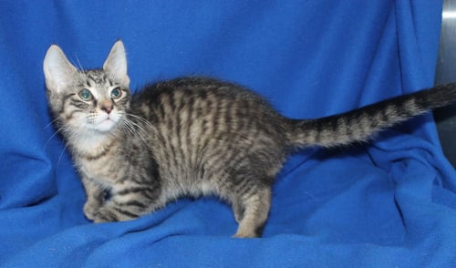 PANDA - 43922 - Domestic Short Hair / Tabby available for adoption