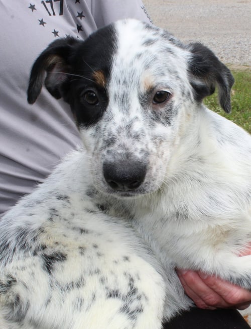 MORGAN 43400 - Australian Cattle Dog/Blue Heeler for adoption in Montgomery