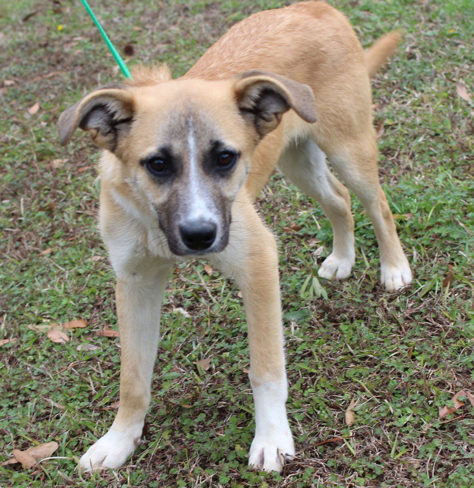LITTLE JACK 42992 - Shepherd for adoption in Montgomery