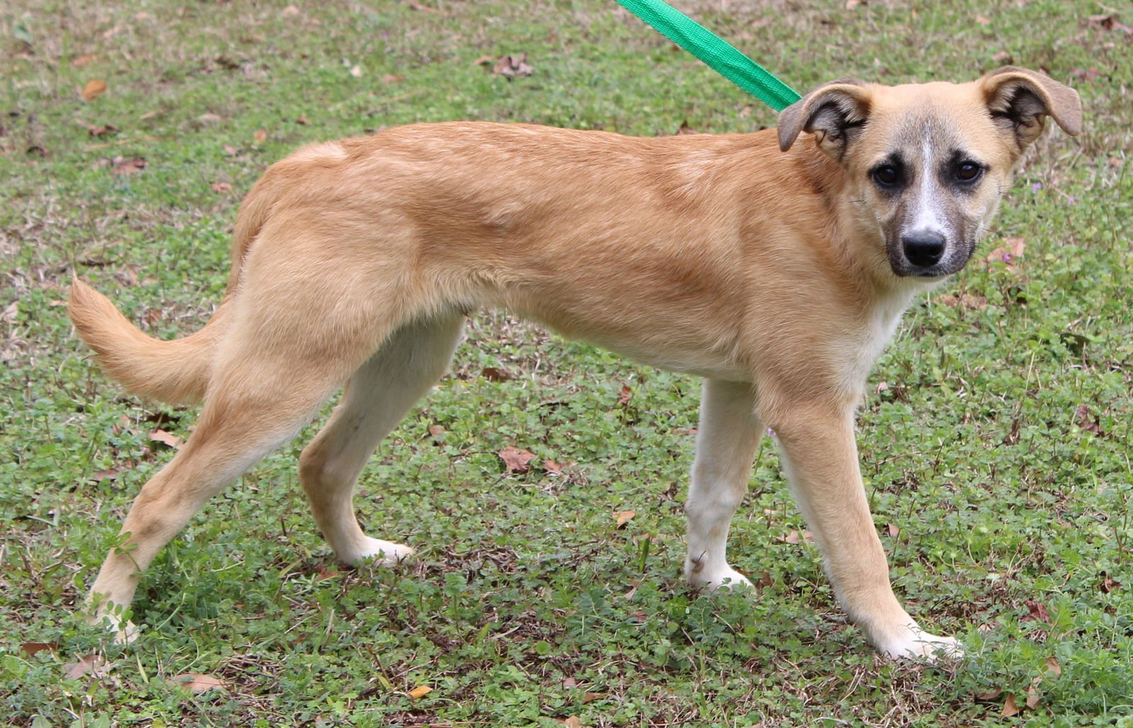 LITTLE JACK 42992 - Shepherd available for adoption