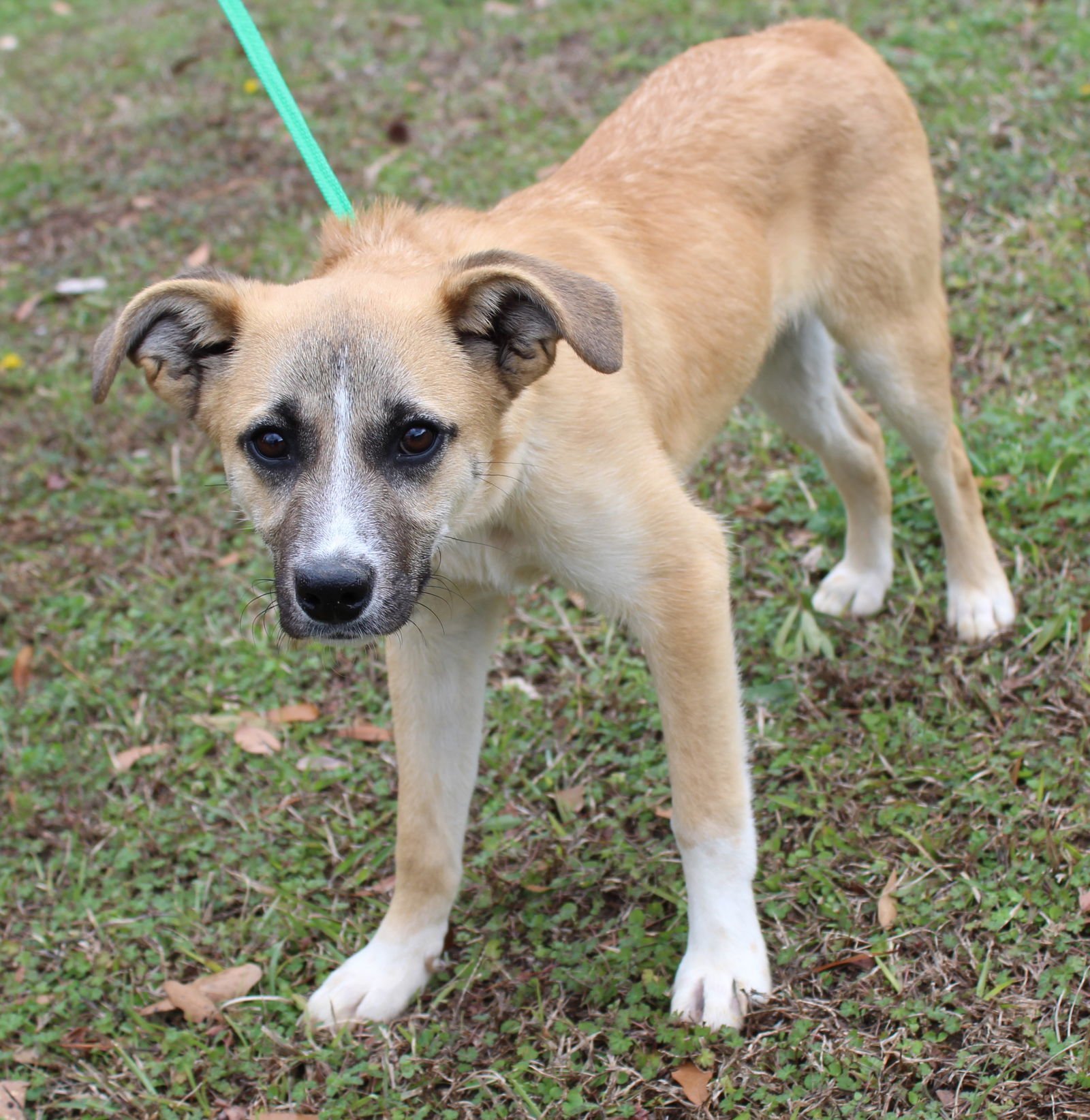 Little Jack 42992 - Photo 4