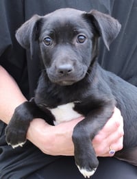 Nina 43468 - Photo 1