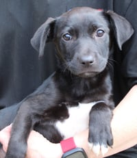 Nina 43468 - Photo 2