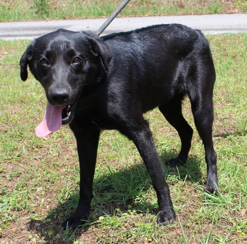 BONITA 43457 - Black Labrador Retriever for adoption in Montgomery