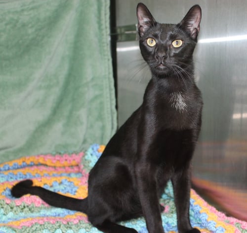 ZHYEN - 42559 - Domestic Short Hair for adoption in Montgomery