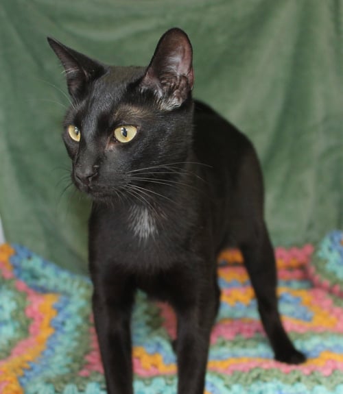ZHYEN - 42559 - Domestic Short Hair available for adoption