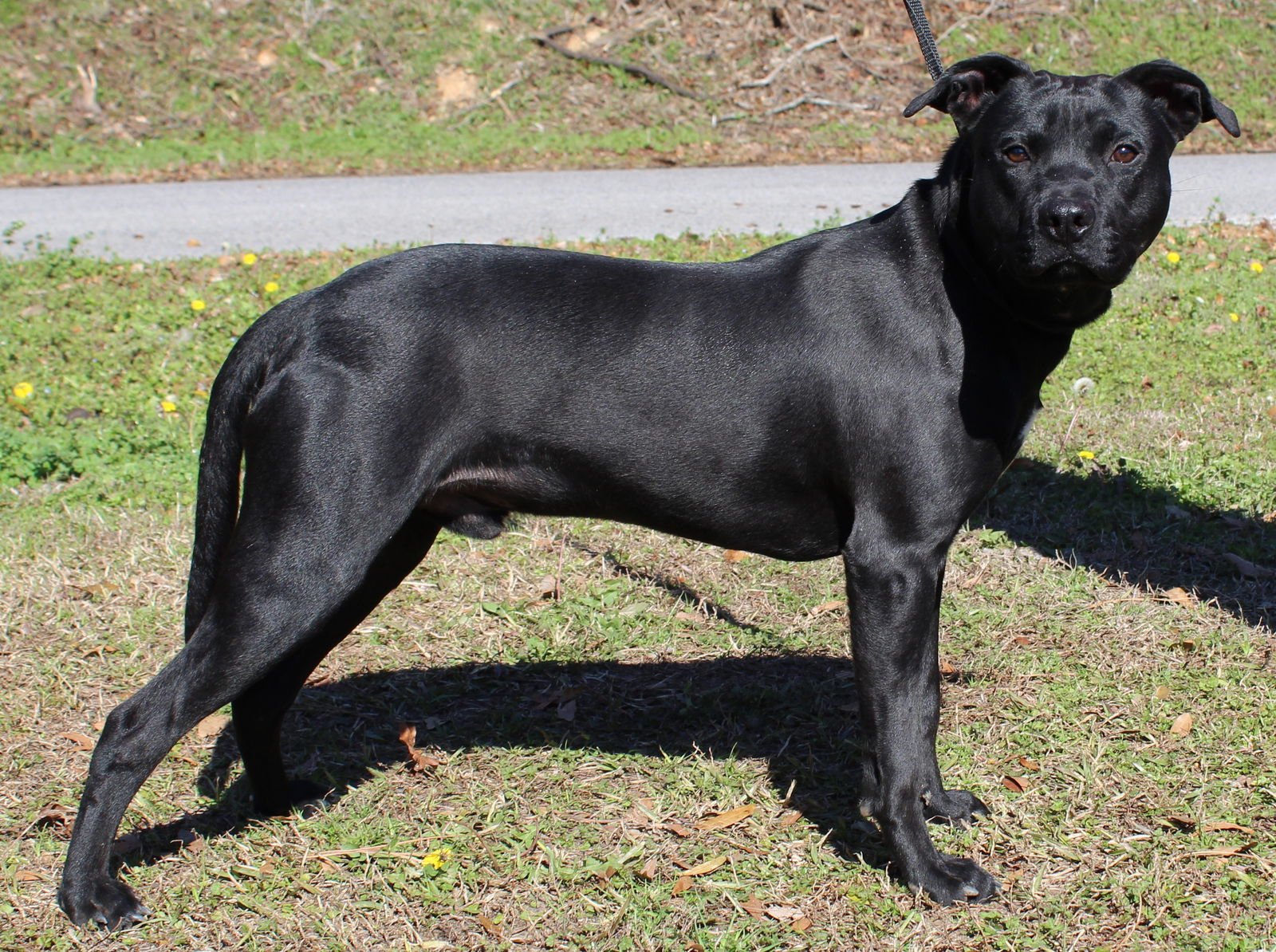 Blitz 42974 - Photo 4