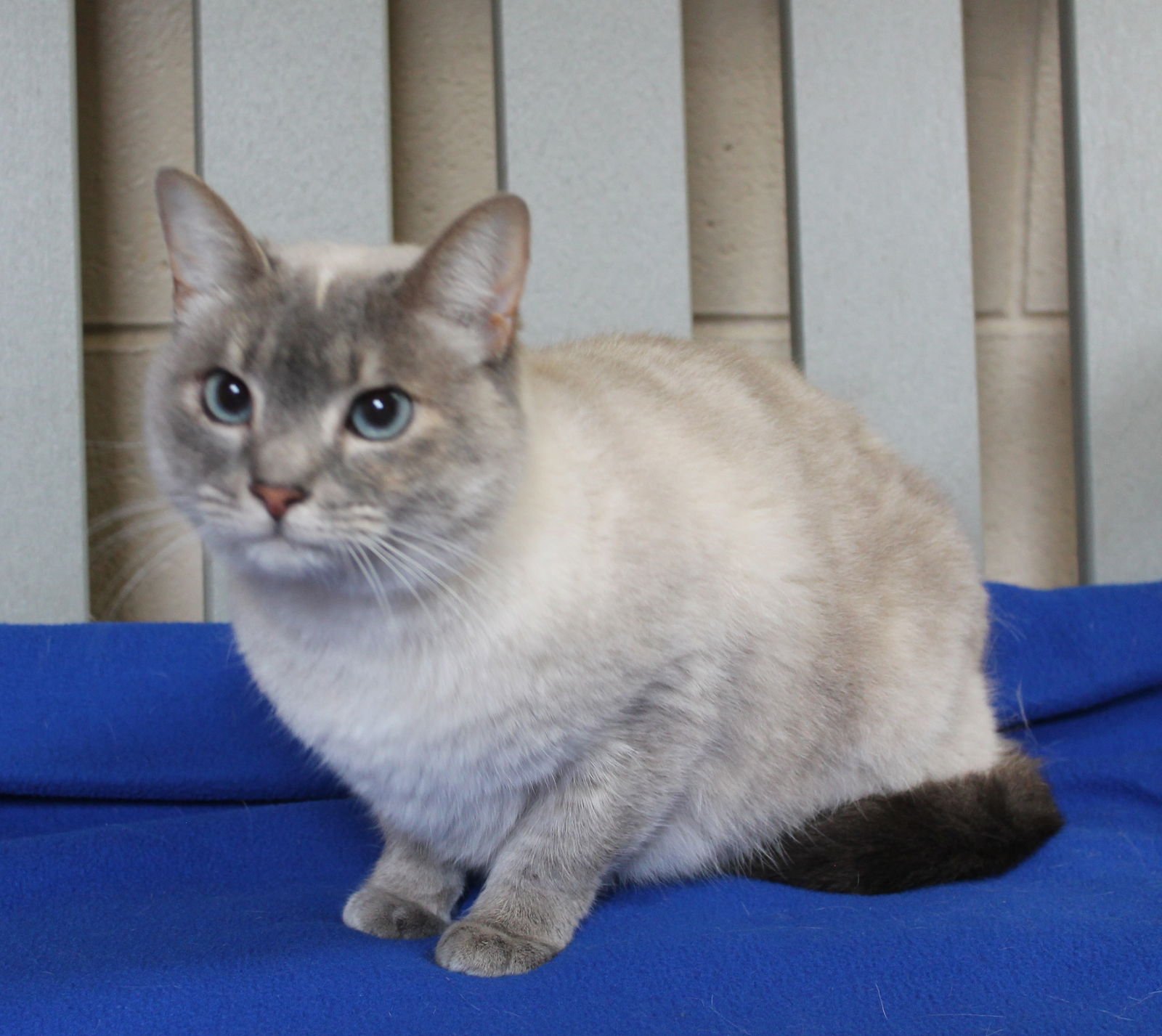 DIAMOND - 42903 - Domestic Short Hair / Siamese available for adoption