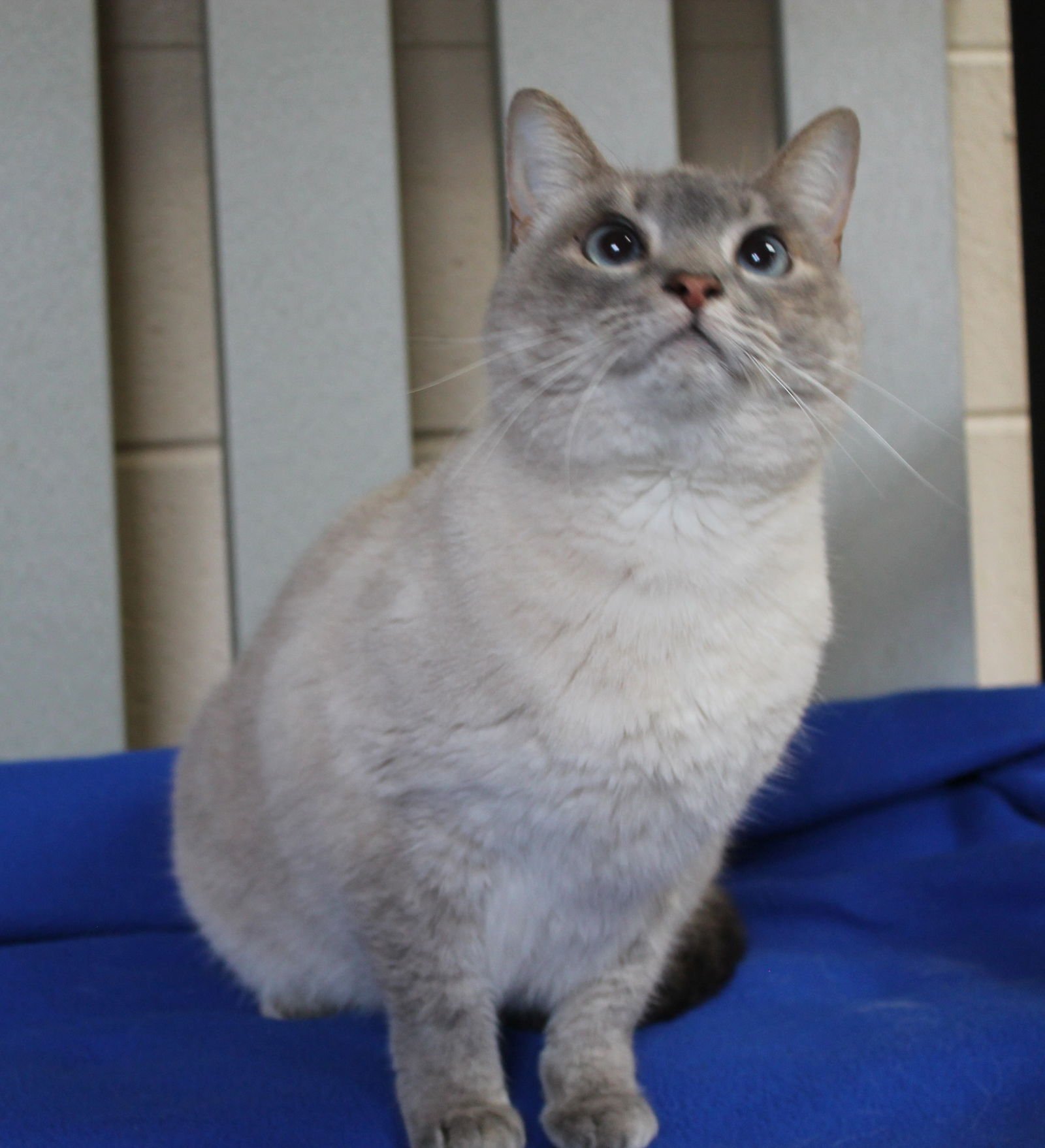 DIAMOND - 42903 - Domestic Short Hair / Siamese available for adoption