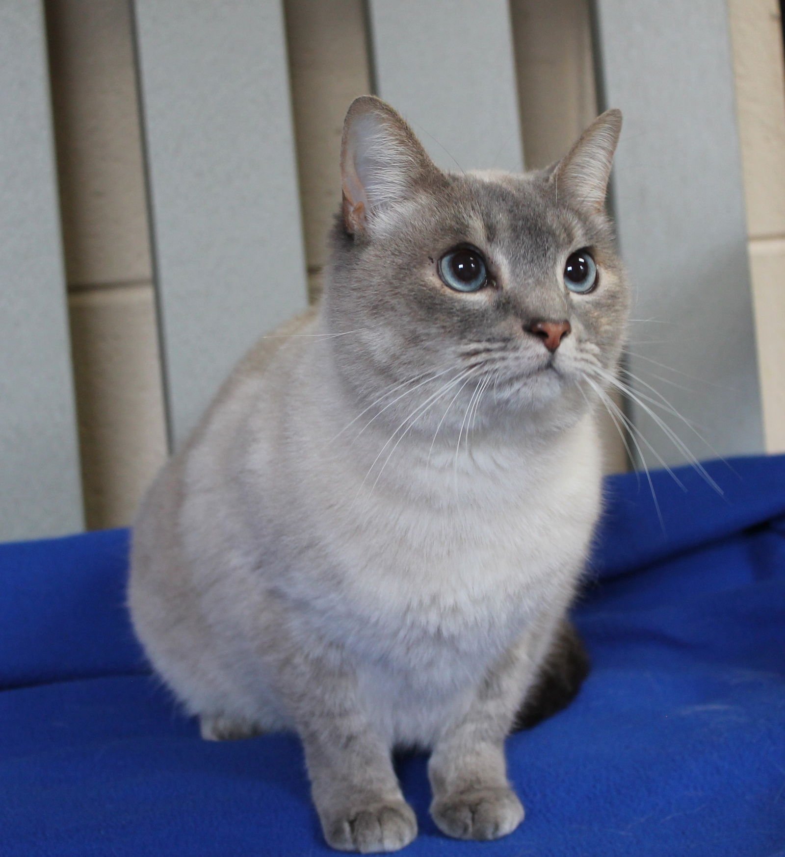 Diamond - 42903 - Photo 3