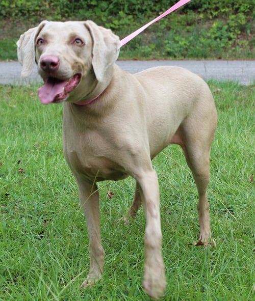 SKY 44088 - Weimaraner for adoption in Montgomery