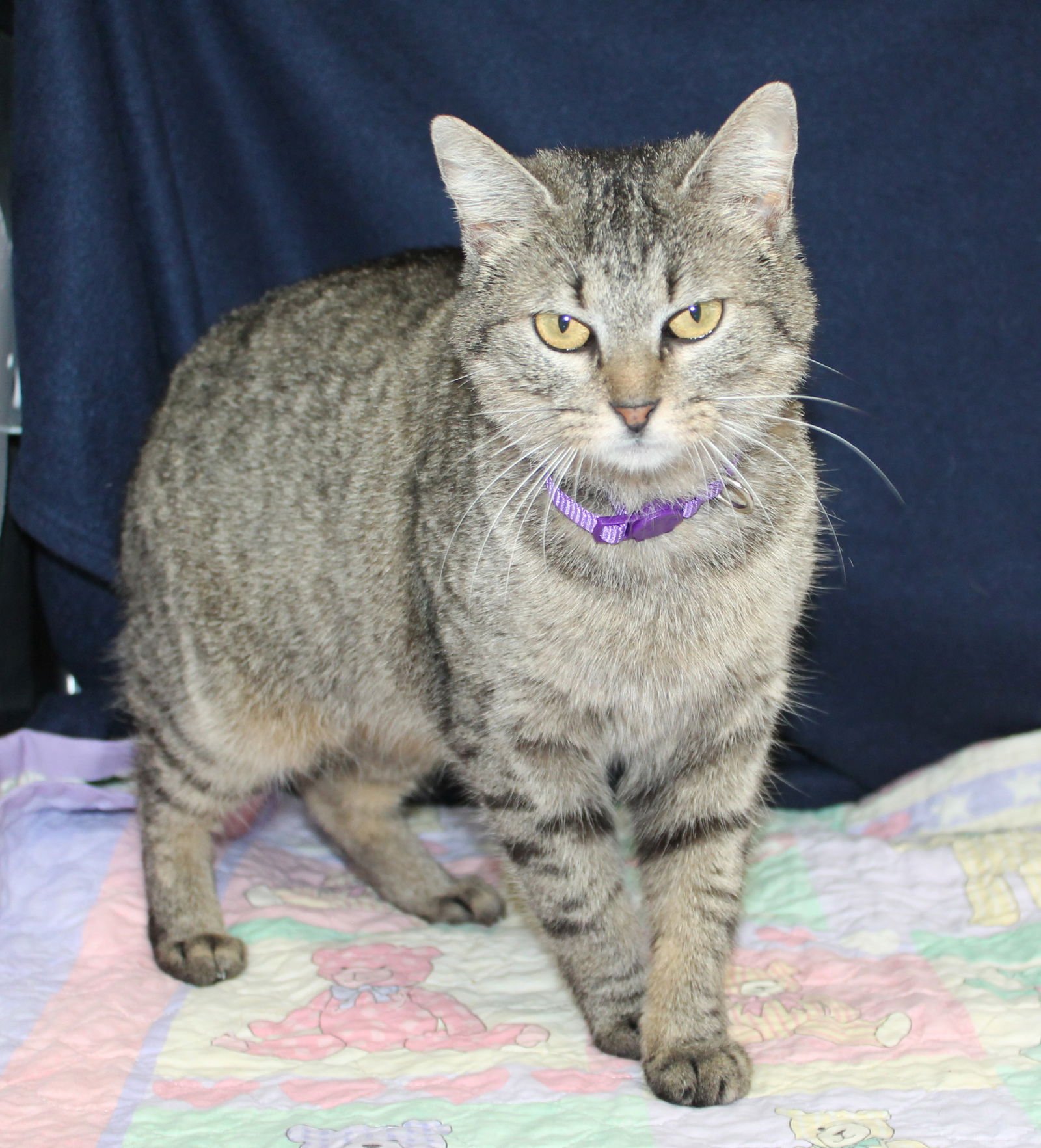 MAXIE - 43010 - Domestic Short Hair / Tabby available for adoption