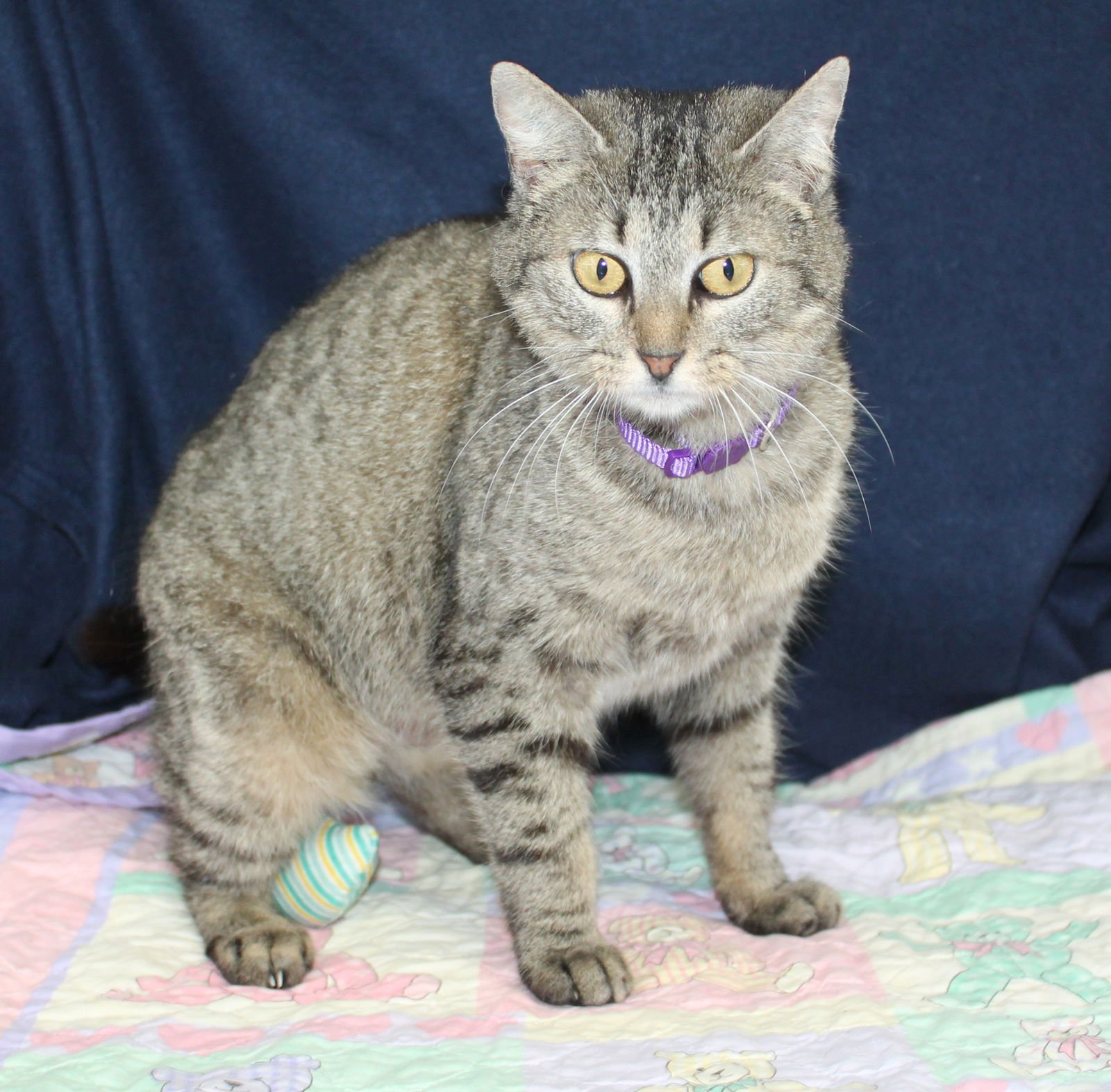 MAXIE - 43010 - Domestic Short Hair / Tabby available for adoption