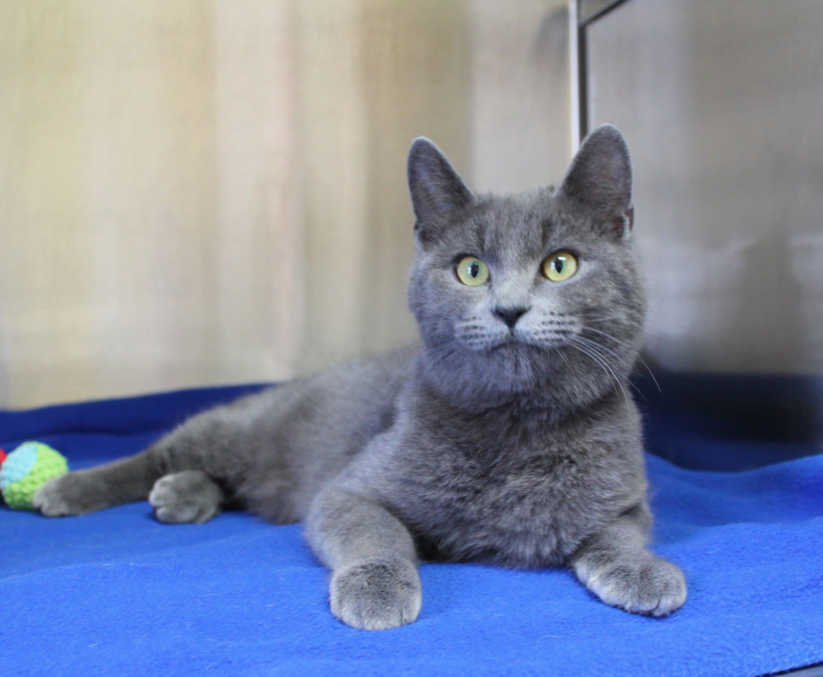 ZORO - 43067 - Domestic Medium Hair available for adoption