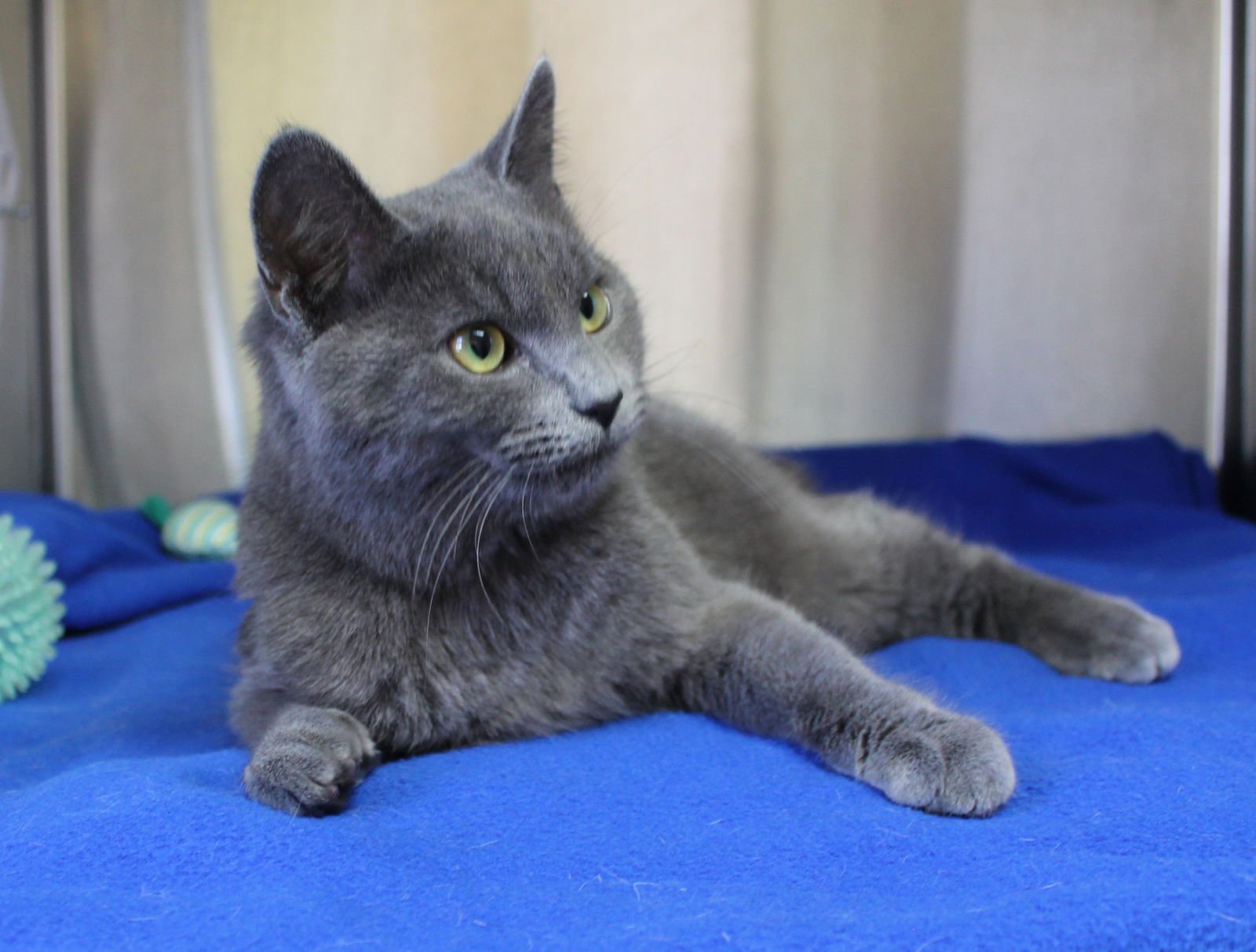 ZORO - 43067 - Domestic Medium Hair available for adoption