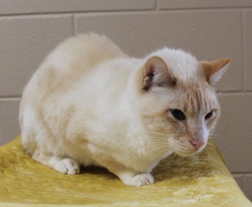 ANGEL - 43687 - Domestic Short Hair for adoption in Montgomery