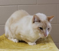 Angel - 43687 - Photo 2